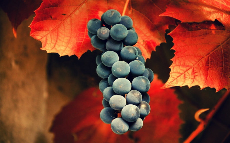 fruit, grapes, leaves, 1080P, Black Grapes
