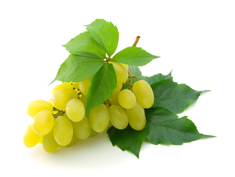 bunch, winemaking, 2K, brush, close-up, isolated, healthy Eating, plant part, leaves, white, sweet Food, food, branch, beauty in nature, organic, studio shot