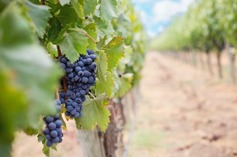 leaves, fruit, 1080P, grapes, wine