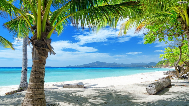 palm, sunshine, paradise beach, paradise, 1080P, beach, sky, sea, blue sky, tree, blue, water, three