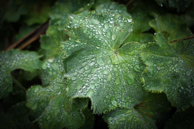 garden, drop, green, Alchemilla Mollis, close-up, alchemilla, rain, leaf, Nature, raindrops, Lens, wet, 5K, droplets, freshness, mollis, Ladys mantle
