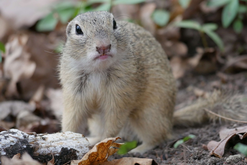 nature, fur, animal, cute, animal themes, animal wildlife, herbivorous, european ground squirrel, portrait, focus on foreground, gophers, rodent, ground squirrel