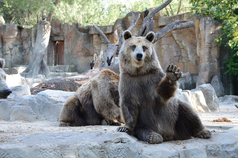 grizzly, ground, gray, focus on foreground, zoological gardens, teeth, wild, zoo, manto, madrid, sitting, animals in the wild, two, outdoors, game, savannah