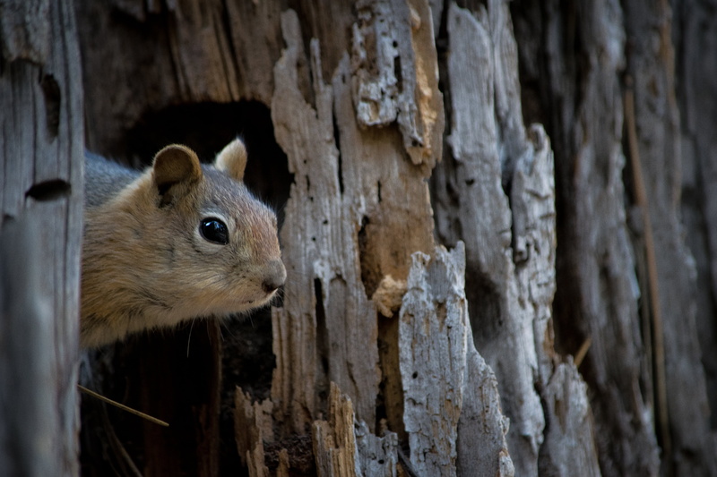 beside, trunk, golden, Oregon High Desert, tree, animal, mammal, outdoors, brown, Central Oregon, Wildlife, forest, ground, mantled, tree trunk, cute, squirrel