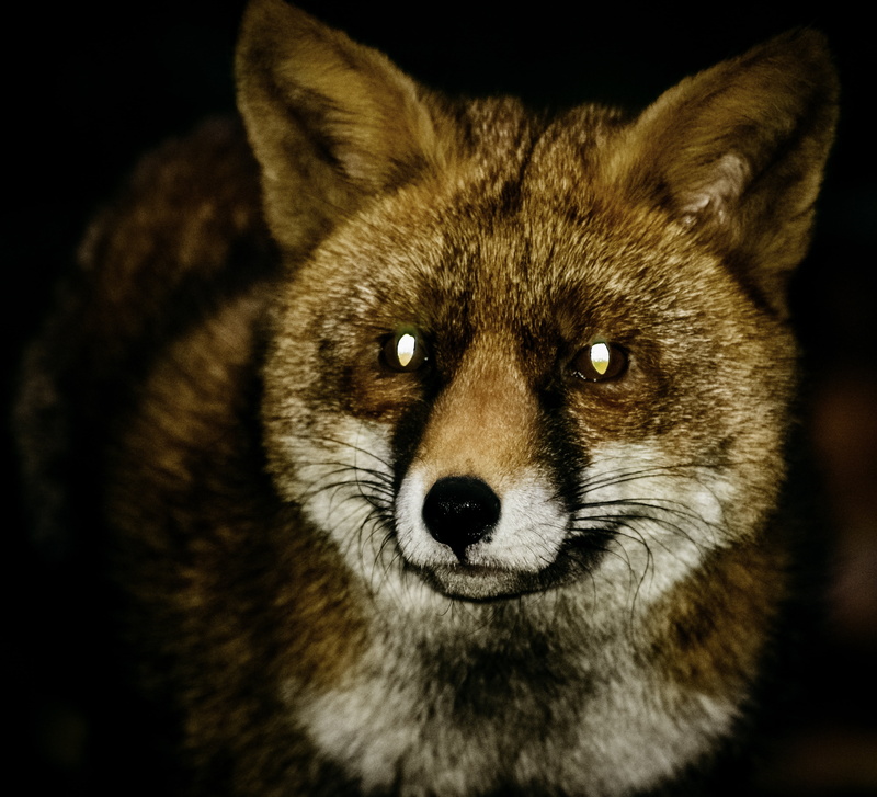 black background, studio shot, animal body part, ears, alone, standing, furry, animal wildlife, fur, looking at camera, eye, up close, nature, pets, no people