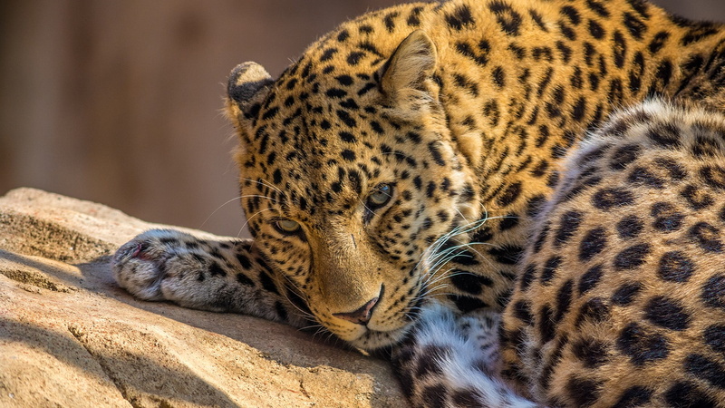 undomesticated cat, vertebrate, lying down, animals in the wild, black, one animal, relaxation, 1080P, leopard, animal wildlife, focus on foreground, cat