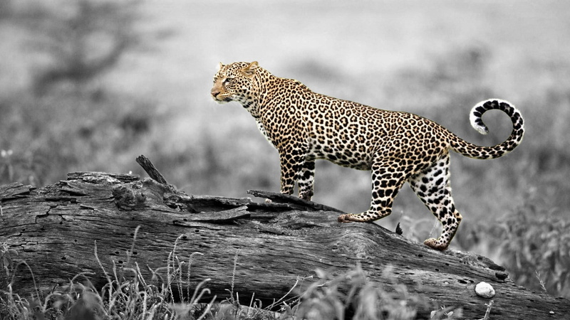 black, spotted, hunting, cat, carnivora, white, mammal, tree, nature, print, animals hunting, wood, survival, no people, animal wildlife, feline, selective coloring
