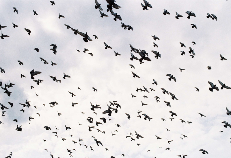 sky, low angle view, air, group of birds, moving, dom, animal, flock of birds, flying, birds flying, lots of, 2K, no people, coming soon, motion, traffic