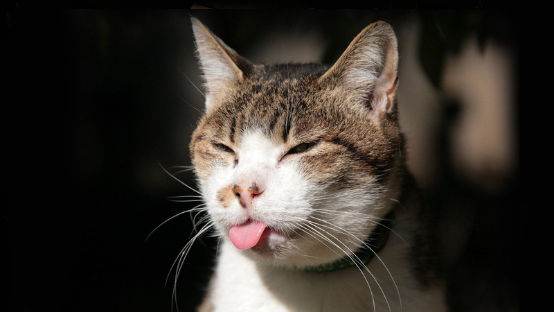 animal body part, black background, whisker, cat, eyes closed, animals, brown, 1080P, domestic, focus on foreground, blep, feline, mammal, no people, animal themes
