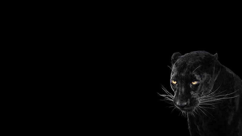 animal, one animal, cut out, whisker, no people, simple background, animal eye, animal themes, vertebrate, feline, domestic, black background, photography