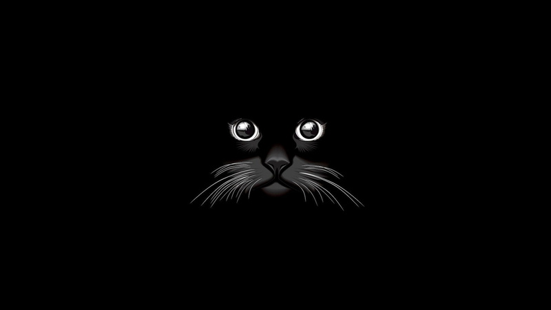 animal body part, eyeball, copy space, animal head, one animal, animal eye, marine, looking at camera, cat  for  download for pc, 1080P, studio shot, body part