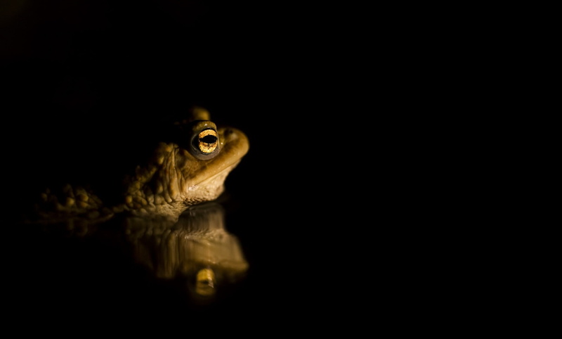 reflection, animals, 1080P, studio shot, mammal, indoors, animal representation, one animal, animal body part, art and craft, nature, animal themes, copy space