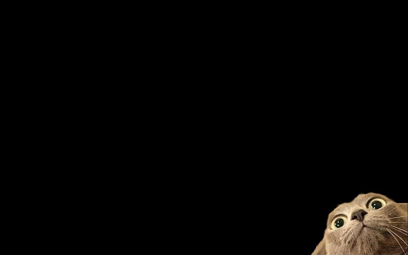 no people, cut out, studio shot, black background, cat, domestic animals, pets, minimalism, animal eye, animal body part, mammal, 720P, copy space, indoors