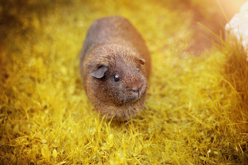 whisker, grass, smooth hair, cute, animal themes, meadow, out, head eyes, nature, Guinea Pig, Hair, day, no people, animals in the wild, outdoors, gray agouti