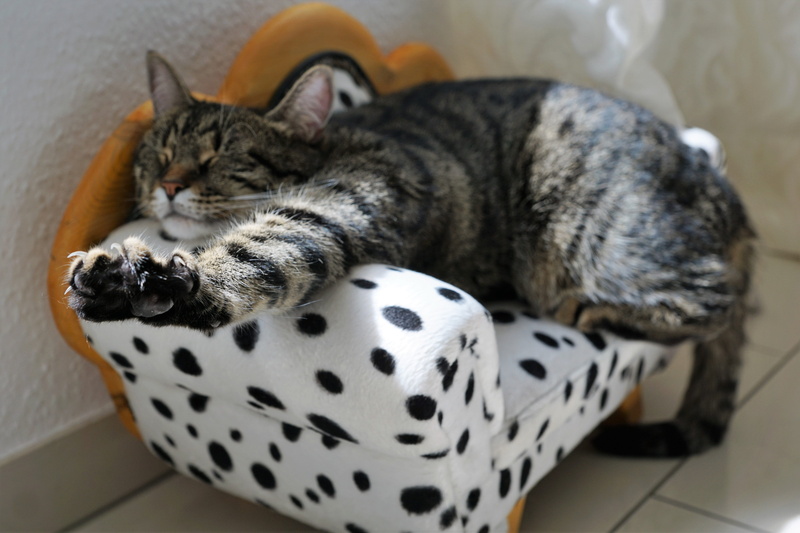 vertebrate, animal portrait, mieze, dalmatians, wild, polka, mackerel, 5K, stress, white, lying down, sleeping, resting, whisker, animal themes, tabby
