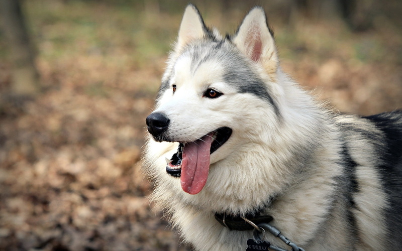 outdoors, panting, siberian Husky, animal, animal Nose, close-up, alaskan Culture, animal Eye, purebred Dog, animal themes, portrait, husky, focus on foreground