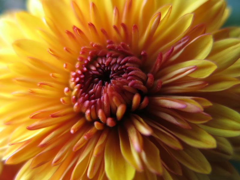 gerbera Daisy, flower Head, Fall, photo, Red, petal, Macro, Miranda, flowers, close-up, daisy, petaled, closed, Yellow, Mum, dahlia, orange, plant, single Flower