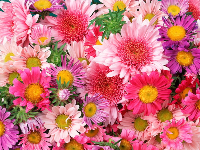 daisies, amp, mums, 720P