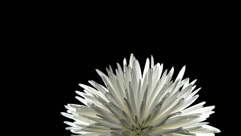 black Background, selective, white, mum, 1080P, dahlia, photography, nature, flower, focus