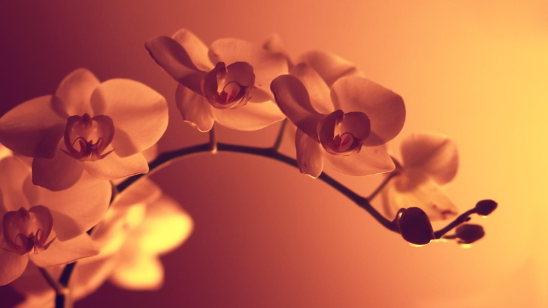 freshness, beauty in nature, petal, flowering plant, vulnerability, growth, nature, indoors, purity, 1080P, blossom, inflorescence, colored background