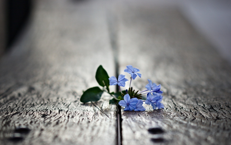 vulnerability, leaf, blossom, decoration, nature, flower Head, springtime, flowers, day, summer, plant part, no People, flowering plant, small, backgrounds