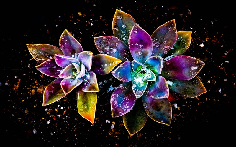 Drop, Flowers, art, yellow, Colorful, 1080P, Abstract, pink, flower, Water, purple