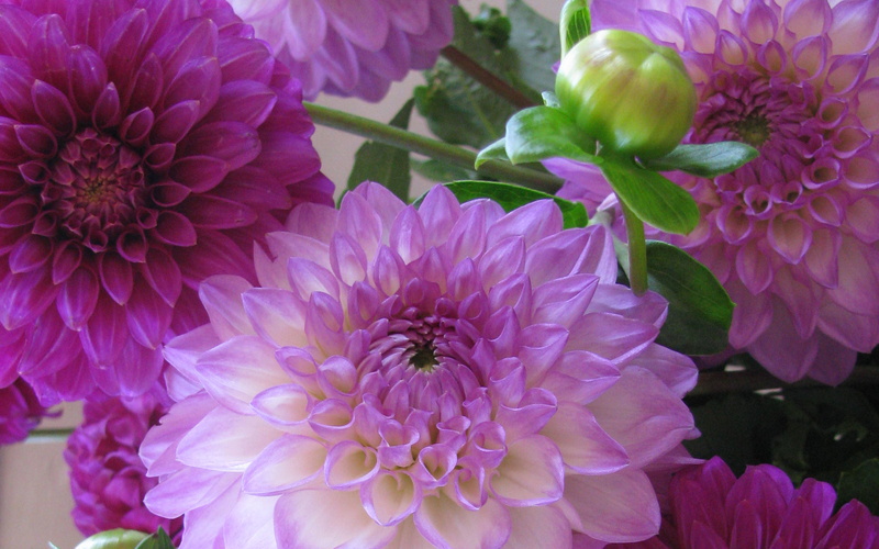 flower head, vulnerability, focus on foreground, close-up, mobile, pink, beauty in nature, fragility, inflorescence, 4K, petals, nature, laptop, bouquet