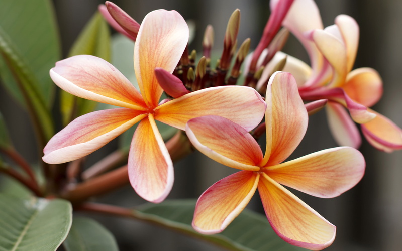 no people, vulnerability, flower head, plumeria, delicate, day, growth, flower, plant, petal, 4K, flowering plant, color, frangipani, pink color, pollen
