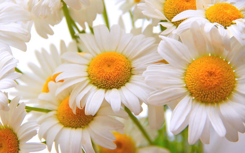 freshness, fragility, inflorescence, hd, close, daisy, photos, yellow, nature, petal, focus on foreground, growth, 4K, day, mobile, beauty in nature, flowering plant