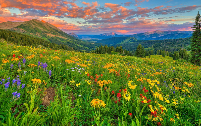 hd, wild, colorado, desktop, landscape, 4K, flowers, colorful, full
