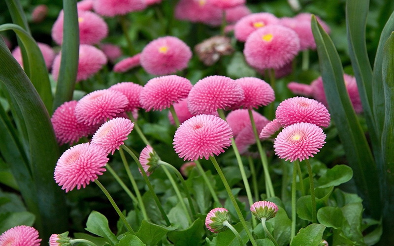 softness, monterosa, flower head, fragility, inflorescence, plant part, plant, growth, 4K, perennials, high, outdoors, flower, freshness, flowering plant