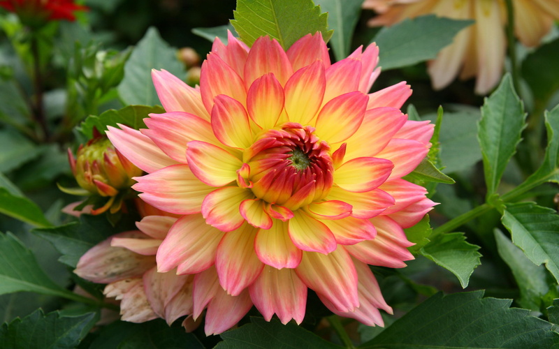 fragility, vulnerability, pollen, freshness, computer, nature, plant, tablet, growth, orange, yellow, close-up, smartphone, flower, pink color
