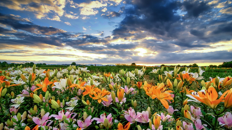 hd, 4K, flowers, orange, field, color, yellow, sky, clouds, pink, lilies