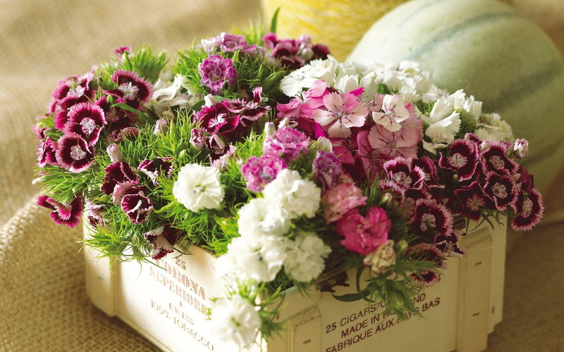 1080P, Purple, Box, Pink, Flowers, White, Colorful