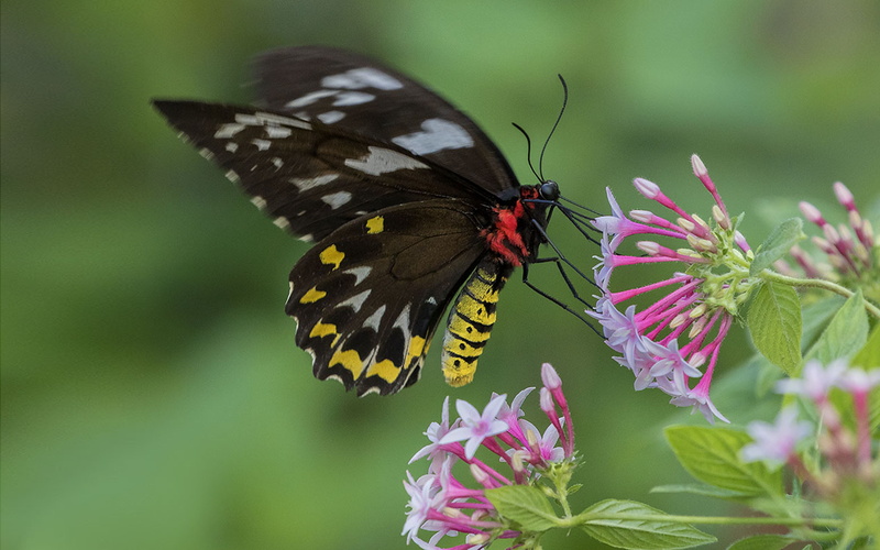 animal wing, plant, k, one animal, no people, animals in the wild, nature, hd, outdoors, desktop, petal, animal wildlife, color, pentas, lanceolata
