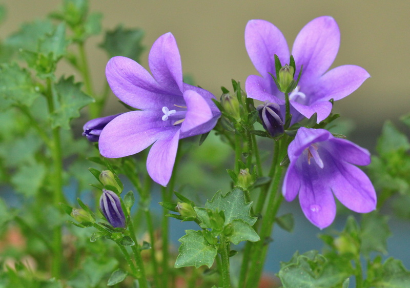 freshness, photo, no people, tender, garden, flowers, selective focus, flower head, vulnerability, petal, flowering plant, plant part, fragility, campanula