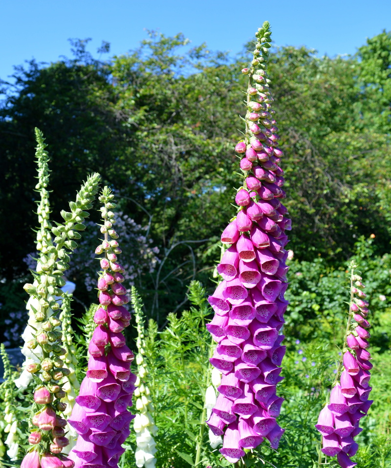 poisonous plant, fragility, Digitalis Purpurea, purple, sunlight, flowering plant, vulnerability, close, plant, lamiaceae good, close-up, common foxglove