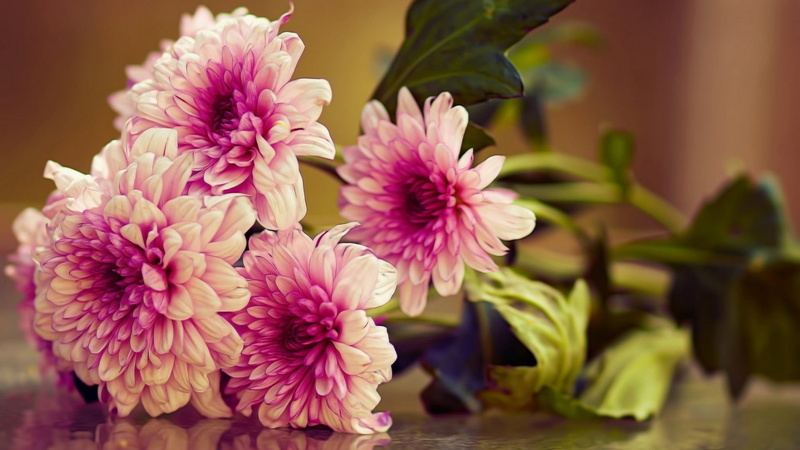 yellow, floral, indoors, herb, bloom, 1080P, close-up, pink color, fresh, plant part, close, petal, vulnerability, blooming, inflorescence, blossom, plant