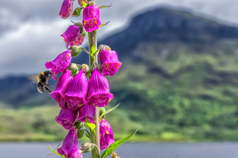 detail, beauty In Nature, tranquility, freshness, no people, common foxglove, purple, blue, inflorescence, vulnerability, Thimble, flower, poisonous plant