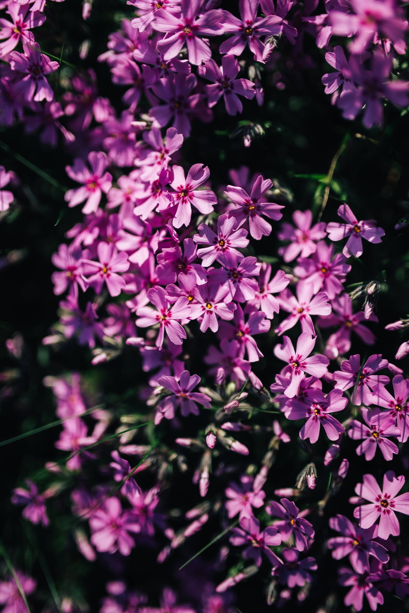 summer, close-up, flower Head, growth, closeup, outdoors, lilac, petal, selective focus, nature, day, bunch of flowers, garden, leaf, pink Color, inflorescence