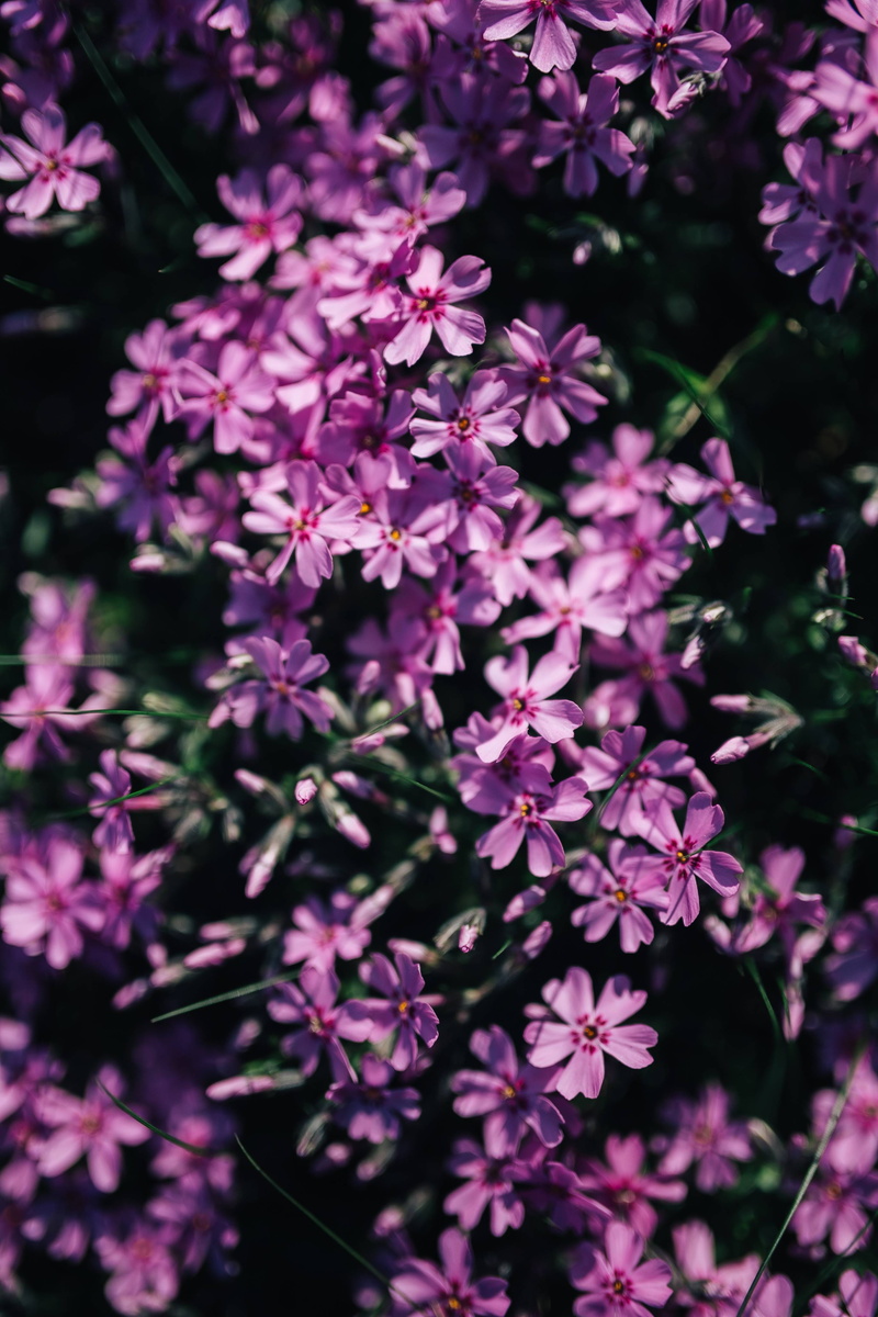 flowering plant, blossom, spring, close-up, pink Color, inflorescence, focus on foreground, foral, flower Head, freshness, blooming, selective focus, vulnerability