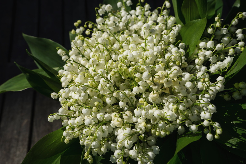 outdoors, bunch of flowers, inflorescence, blossom, convallaria majalis, flower arrangement, flowering plant, leaf, bell, plant, macro, wild flower, flower