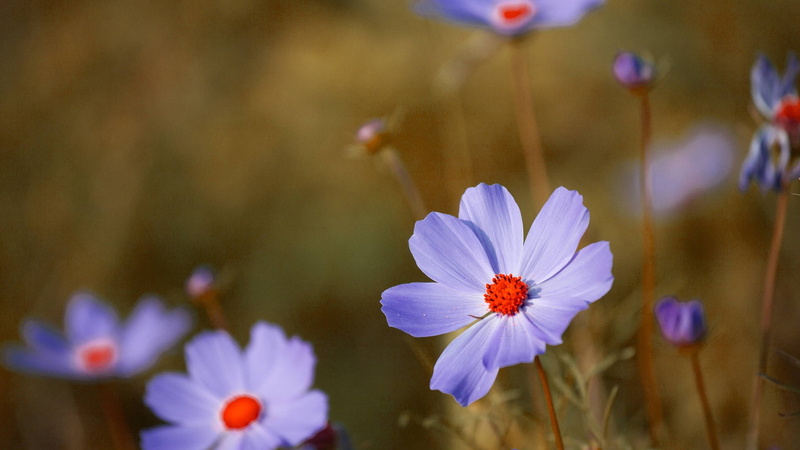 close, flowers, meadow, life, bright, softness, gardening, leaves, coil, color, colorful, botany, flora, close-up, plant organ, bulb, leaf, petals, flower head