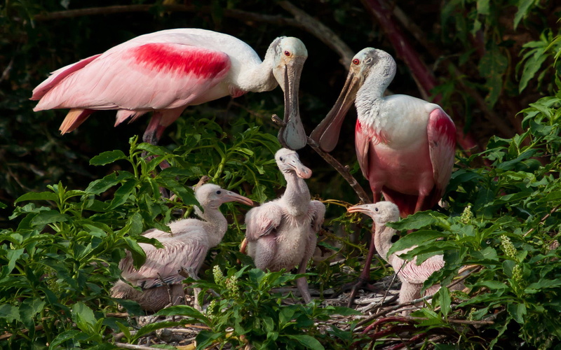 roseate, cubs, spoonbill, 4K, coast, day, four animals, no people, field, hd, colored, animal themes, togetherness, animal family, birds, young animal