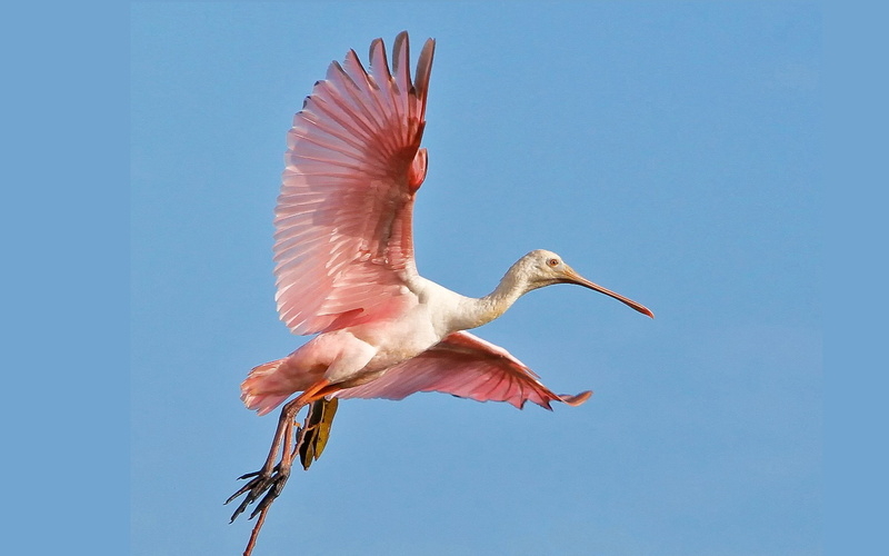 hd, exotic, bird, desktop, platalea, roseate, spoonbill, beautiful, ajaja, 2K