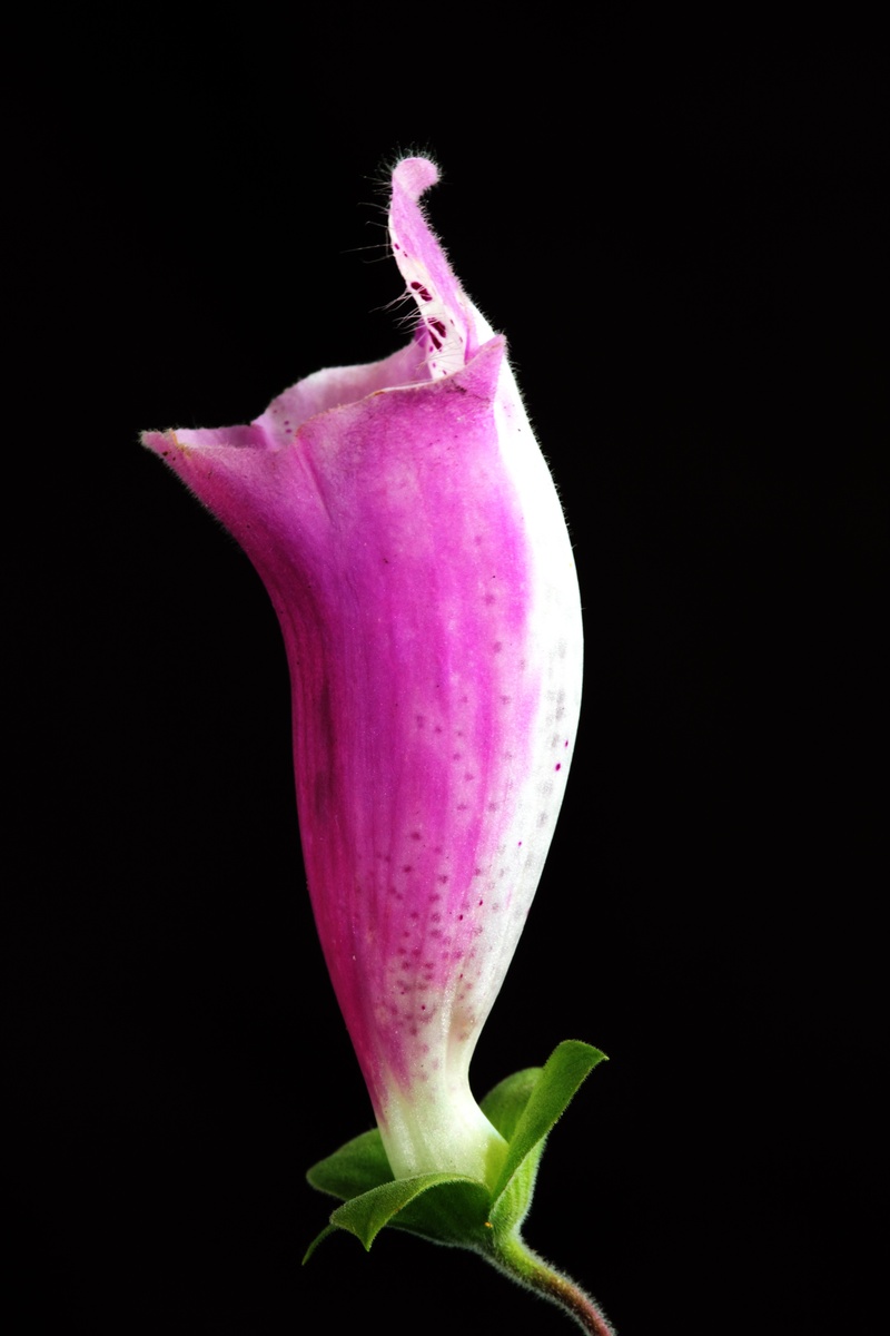 purpurea, foxglove, beauty in nature, natural, digitalis, nobody, sepal, botanical, indoors, close-up, inflorescence, garden, bright, green, plant, freshness
