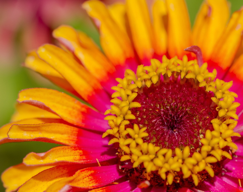 Flower, pollen, petal, colors, beauty in nature, focus on foreground, Flowers, vulnerability, yellow, no people, gazania, flower head, Nature, flowering plant