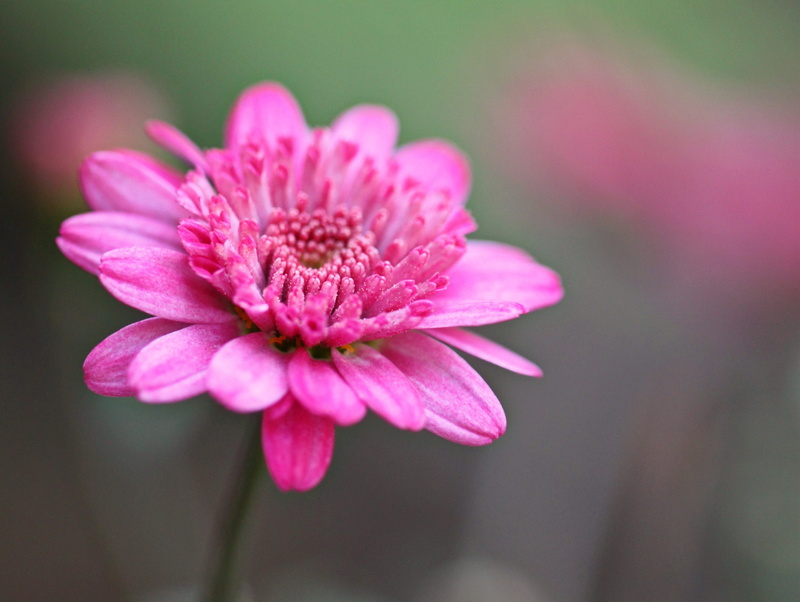 macro, close-up, summer flower, flower, day, flora, petal, blossom, pollen, purple, focus on foreground, shallow, pink, pink color, close, beauty in nature