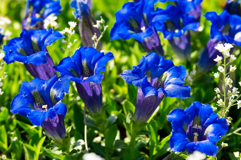 inflorescence, springtime, fragility, petal, growth, outdoors, plant, spring gentian, botanical garden, flowers, 4K, bloom, mountain flower, cure, selective focus