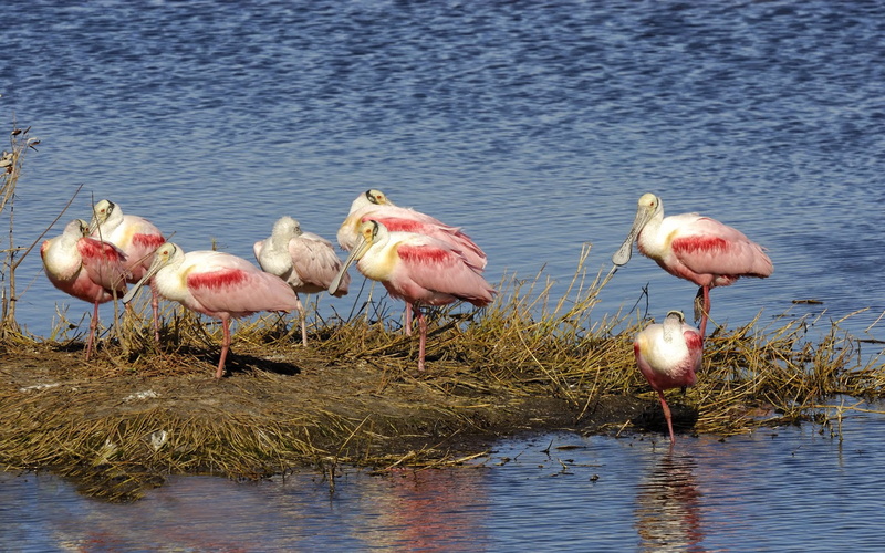 group, island, 1080P, hd, birds, platalea, ajaja, roseate, small, desktop, spoonbill